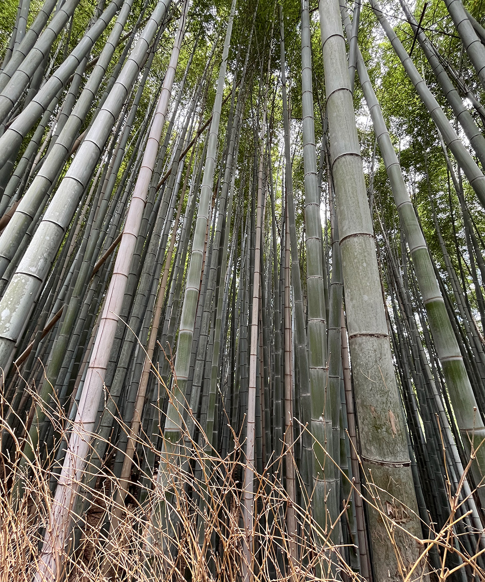 Arashiyama bambumetsä Kioto Japani