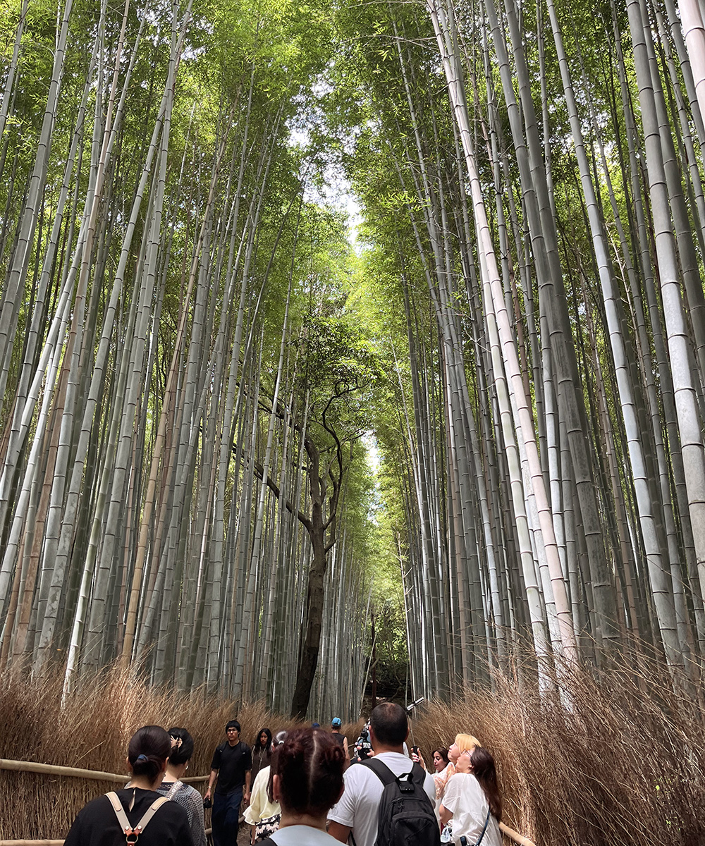 Arashiyama bambumetsä Kioto Japani