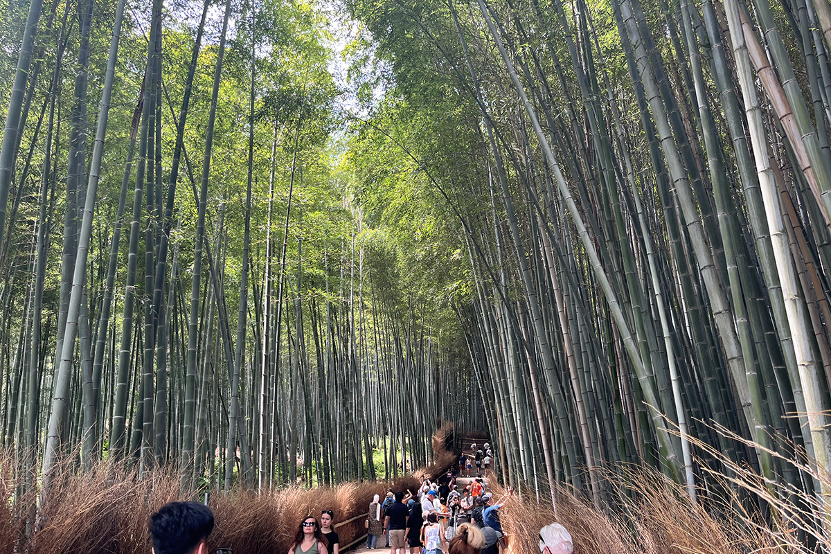 Arashiyama bambumetsä Kioto Japani