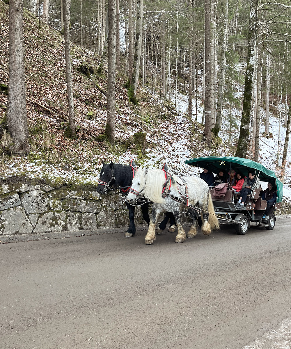 Neuschwanstein hevoskärryt