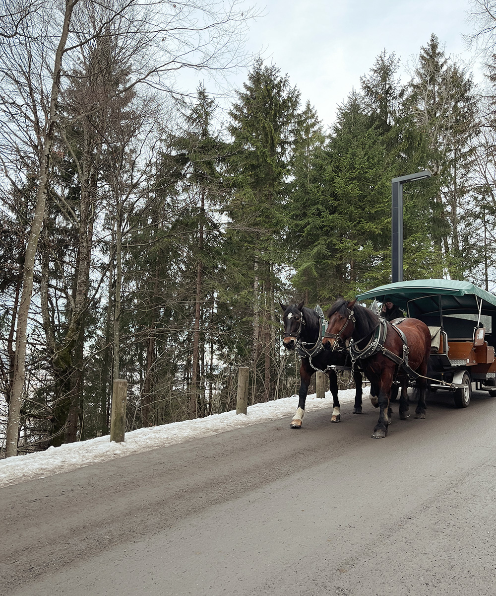 Neuschwanstein hevoskärryt